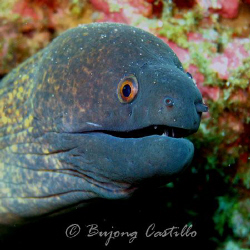 Moray eel - Taken at Cathedral dive site in Anilao Batang... by Arthur Castillo 